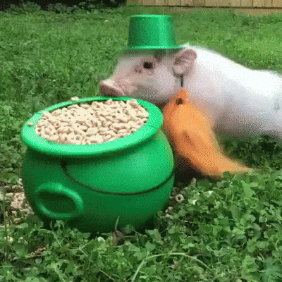 funny st patricks day jokes gif