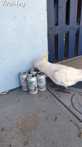 funny dad jokes about beer and drinking beer gif