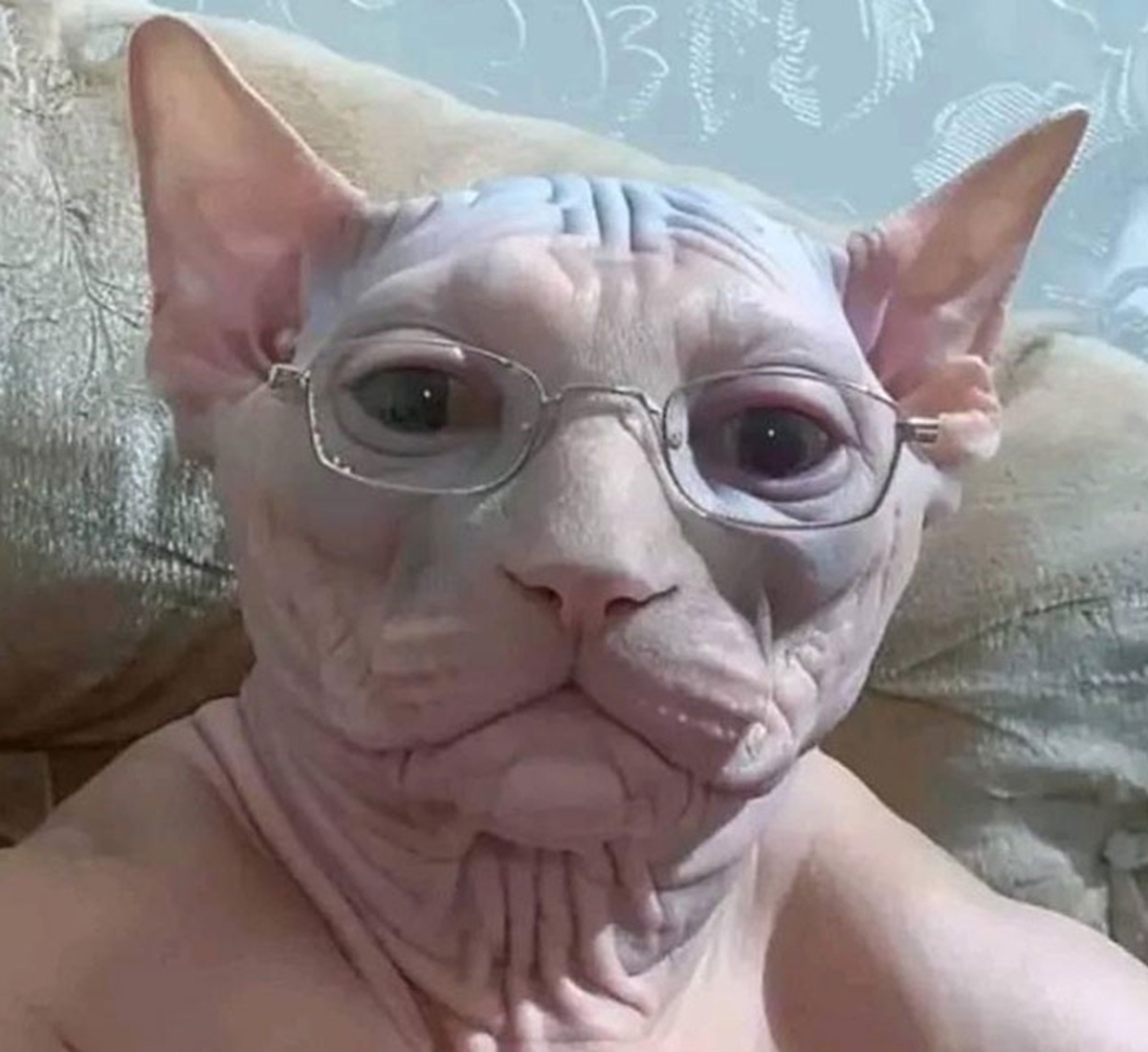 goofy ahh cat meme