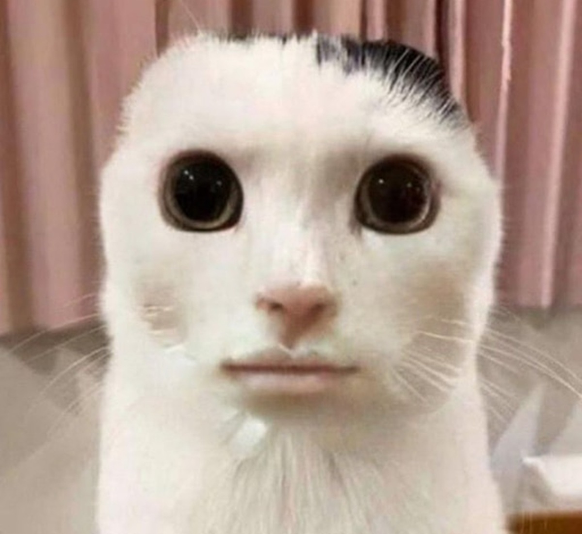 goofy ahh cat pictures