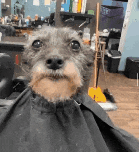 goofy ahh haircut dog gif