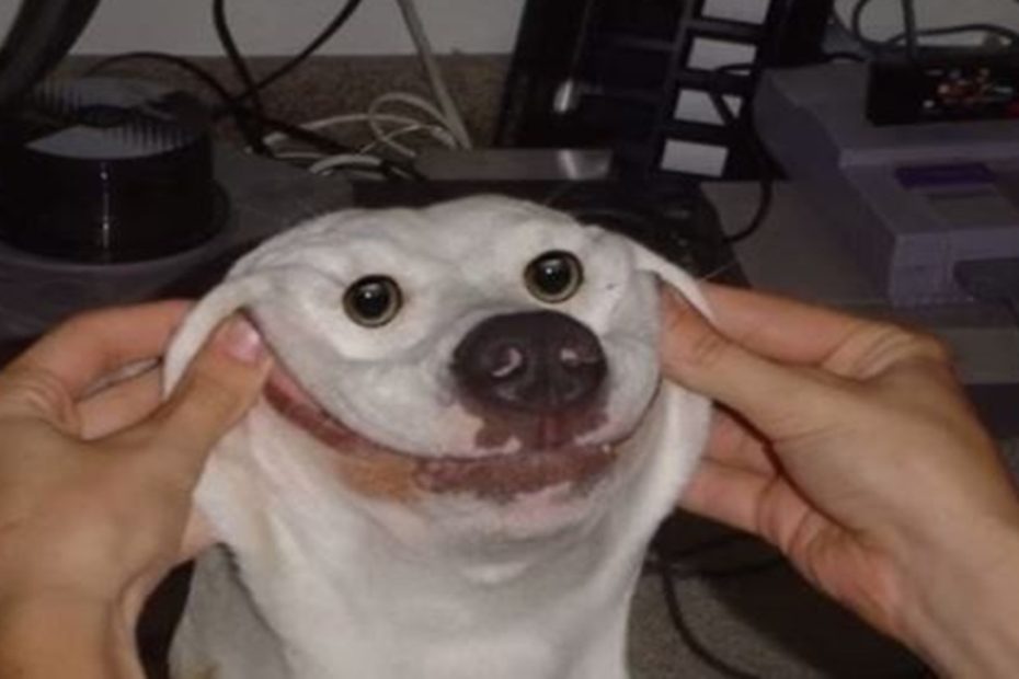 goofy ahh dog pictures