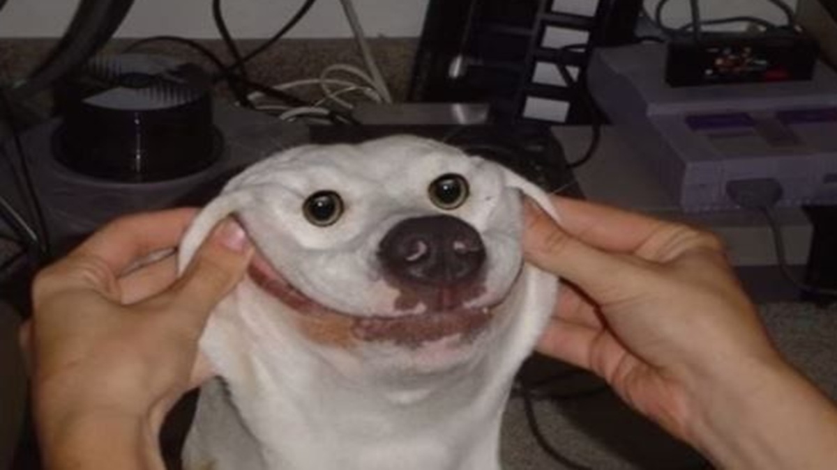 goofy ahh dog pictures