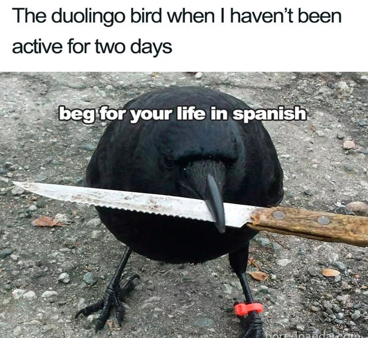funny duolingo bird memes